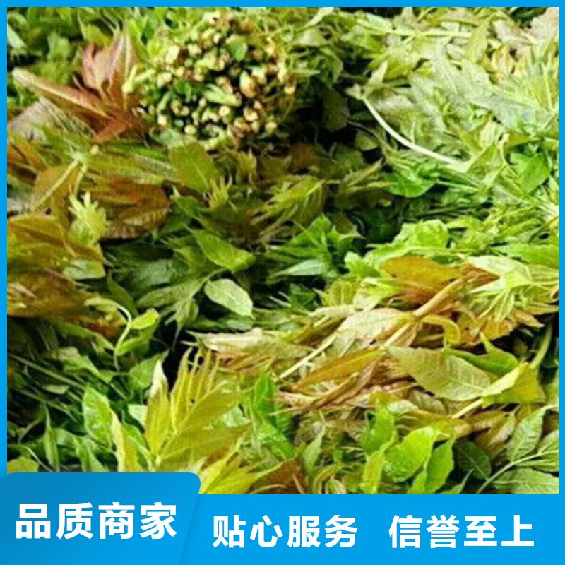 香椿北美冬青专注质量