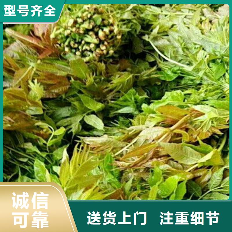 香椿樱桃苗优选原材