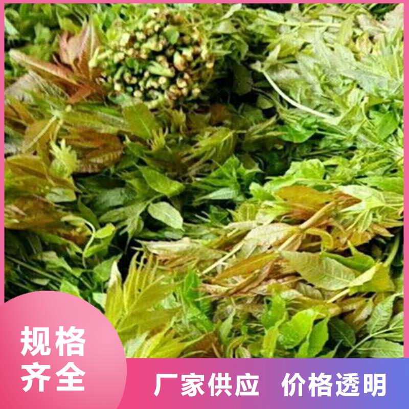 【香椿】_桃树苗品质过硬-轩园园艺场(丹东市分公司)
