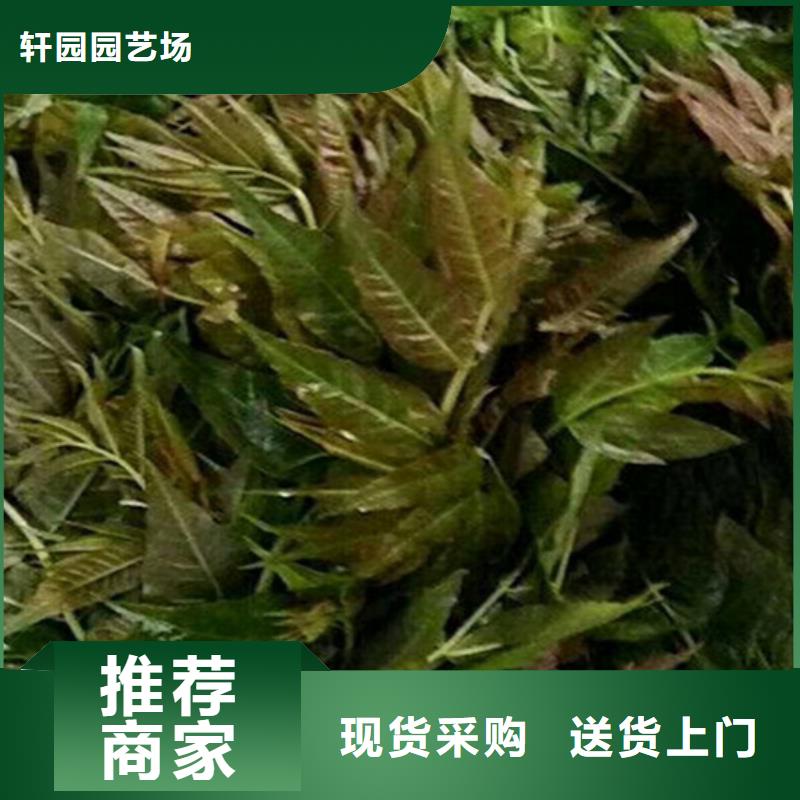 【香椿】_桃树苗品质过硬-轩园园艺场(丹东市分公司)