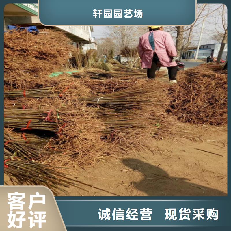 香椿北美冬青专注质量
