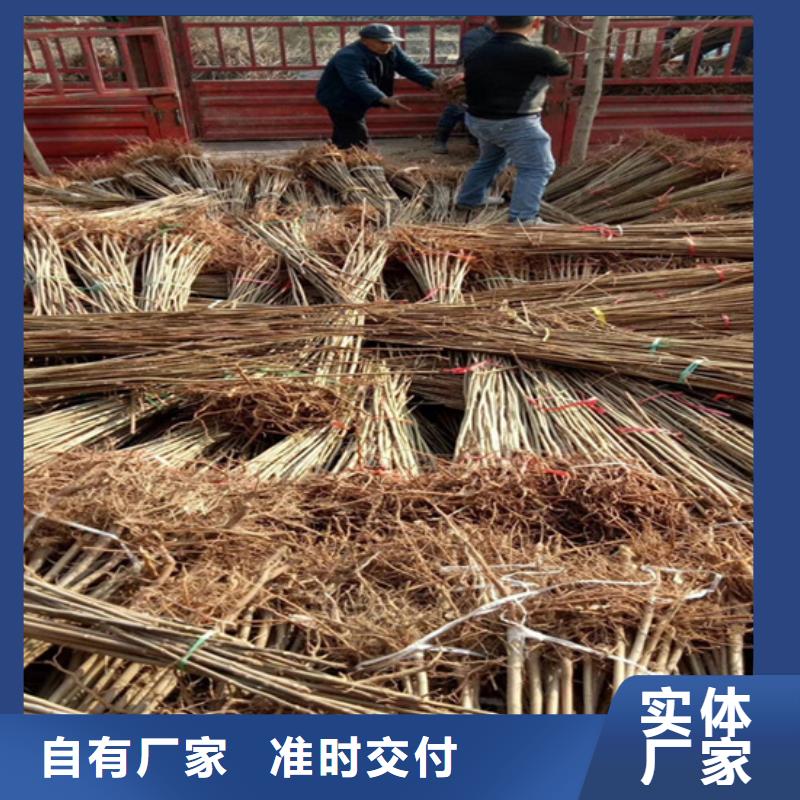 香椿梨树苗技术先进