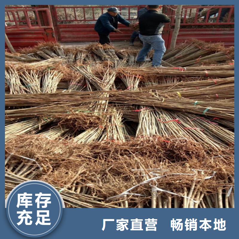 香椿_【蓝莓苗】厂家售后完善