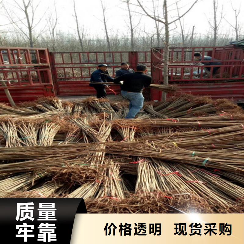 香椿樱桃苗优选原材