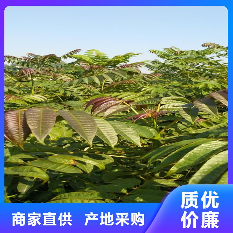 香椿【猕猴桃苗】制造生产销售