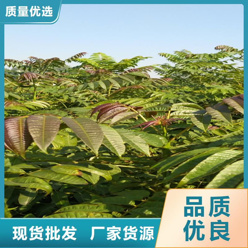 【香椿_桃树苗实时报价】