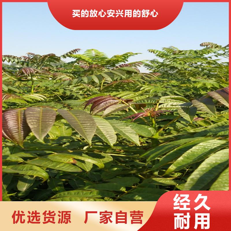 香椿-草莓苗实体诚信经营