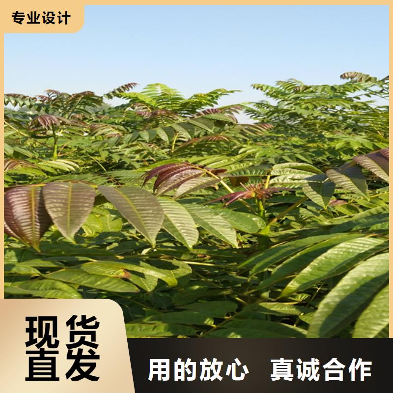 香椿北美冬青专注质量