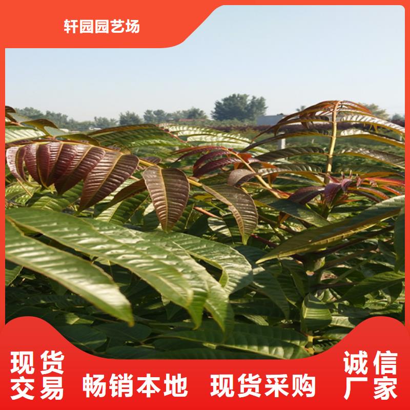 香椿_【蓝莓苗】厂家售后完善