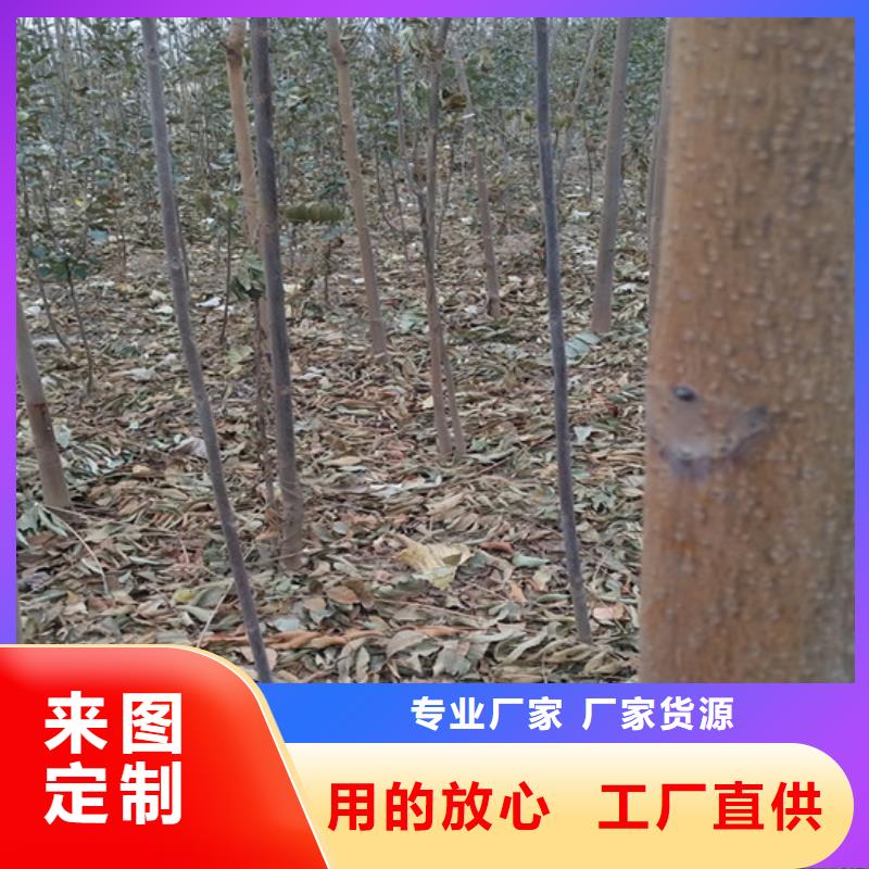 香椿梨树苗技术先进