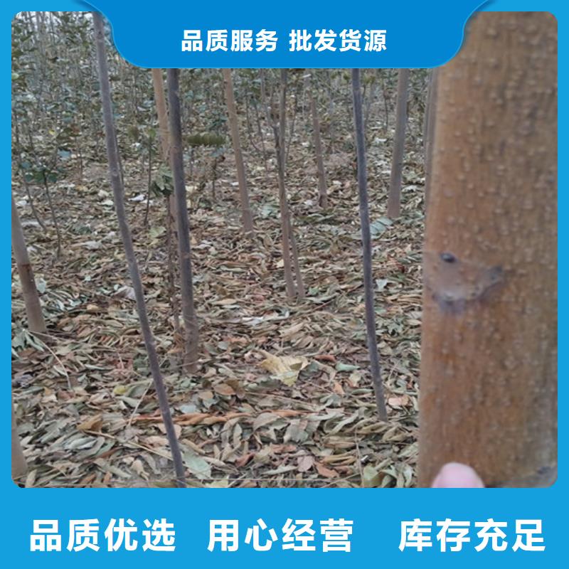 香椿-草莓苗实体诚信经营