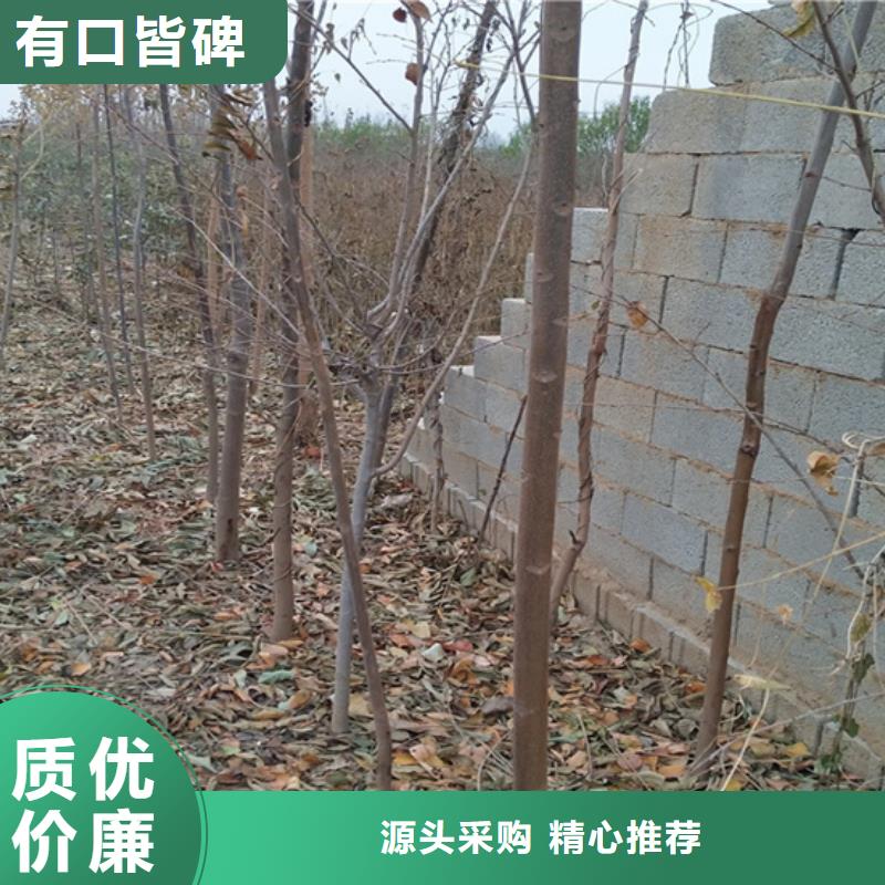 香椿-石榴树详细参数