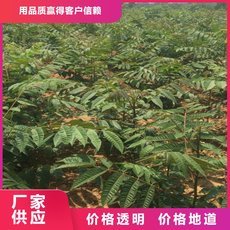 香椿樱桃苗优选原材