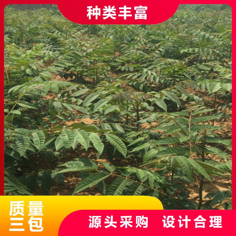 香椿-石榴树详细参数