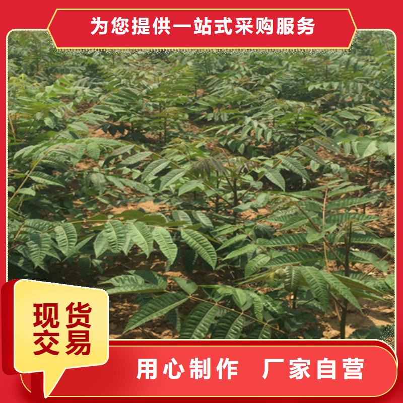 【香椿】_桃树苗品质过硬-轩园园艺场(丹东市分公司)