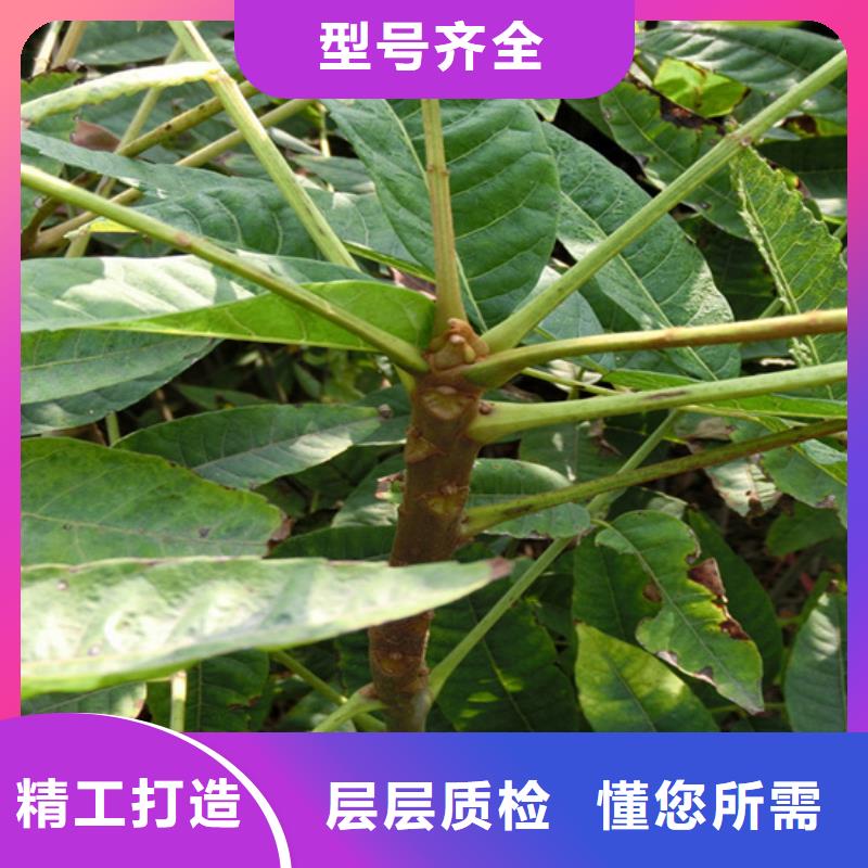 香椿樱桃苗优选原材