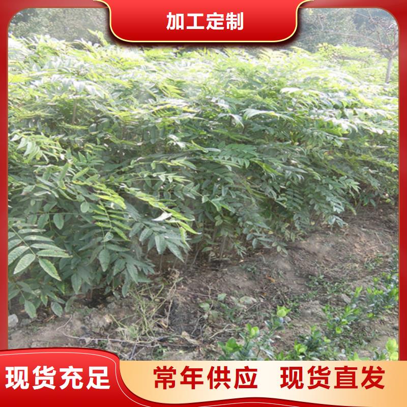 香椿,苹果苗严格把控质量