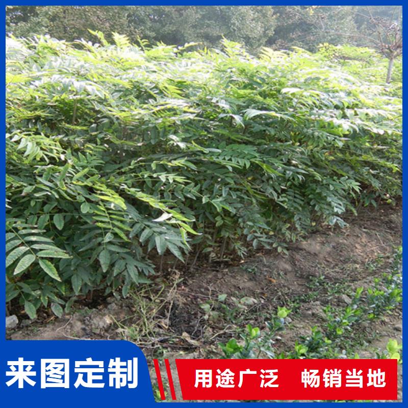 香椿苹果苗质检合格发货