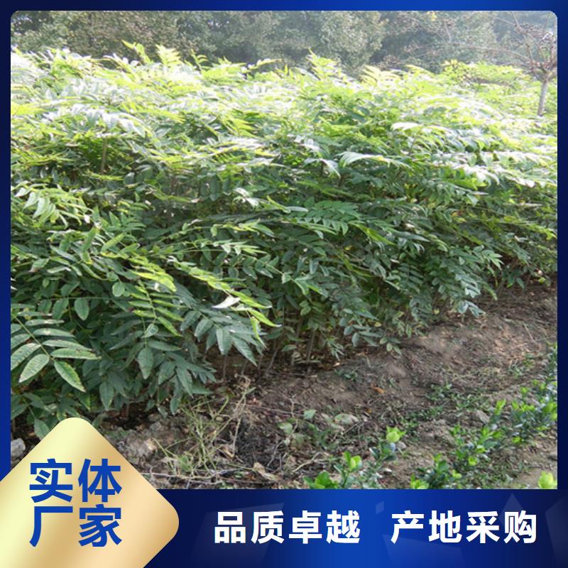 香椿北美冬青专注质量