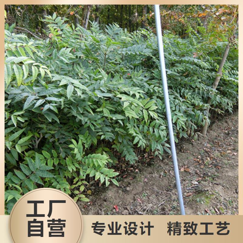 【香椿】板栗苗订制批发