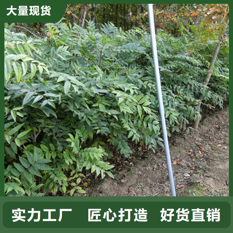 香椿-草莓苗实体诚信经营