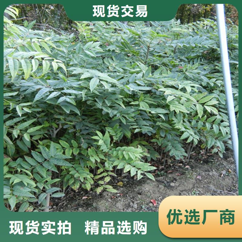 【香椿_桃树苗实时报价】