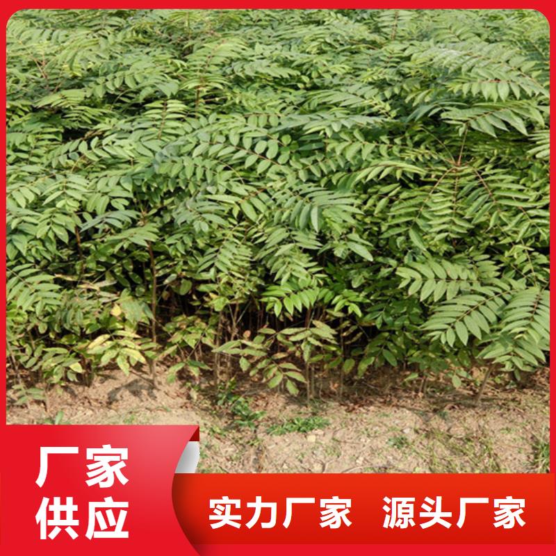 香椿北美冬青专注质量