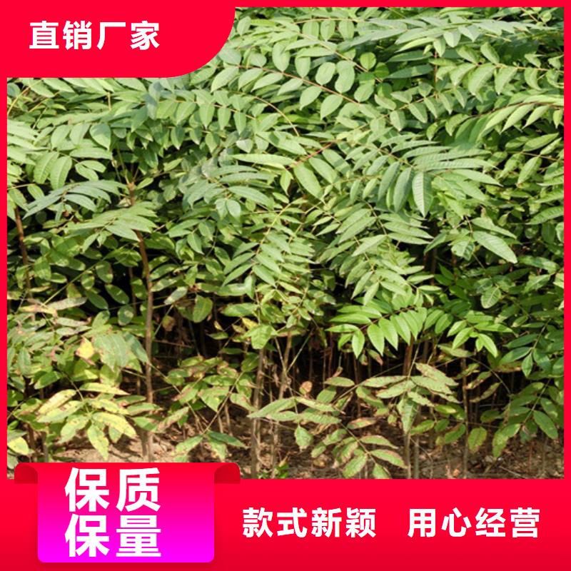 香椿-草莓苗实体诚信经营