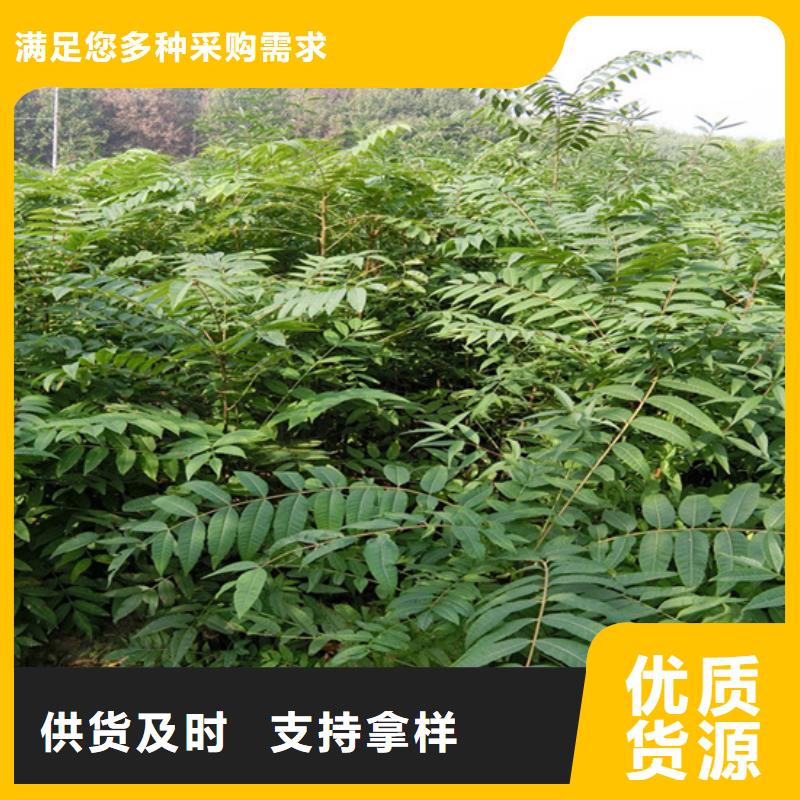 香椿北美冬青专注质量