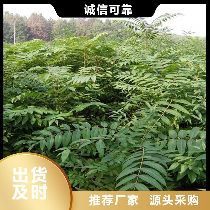香椿【猕猴桃苗】制造生产销售