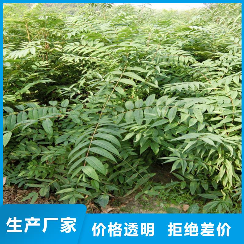 香椿【猕猴桃苗】制造生产销售