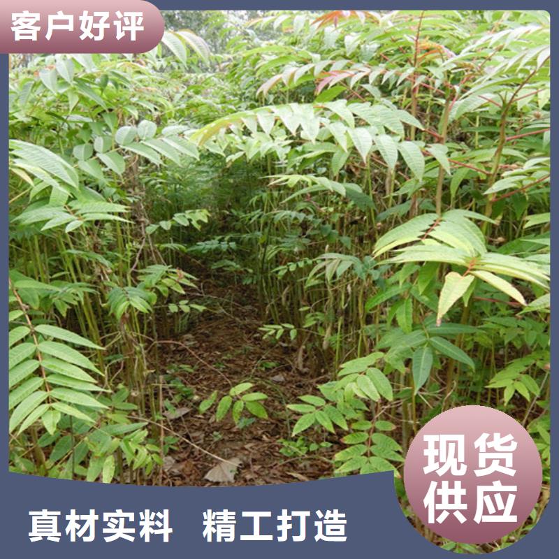 香椿樱桃苗优选原材