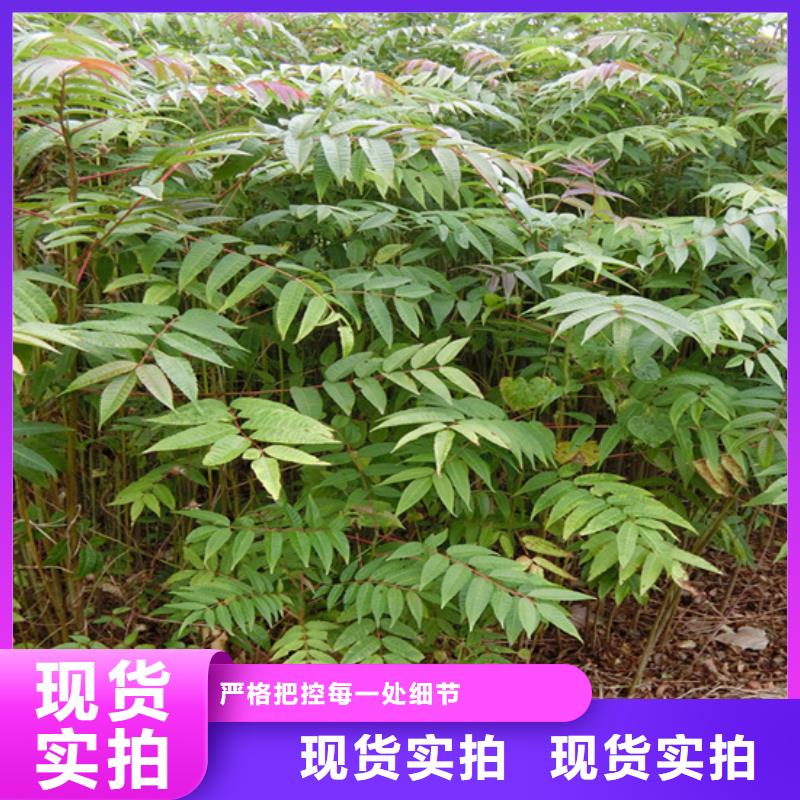 香椿樱桃苗优选原材