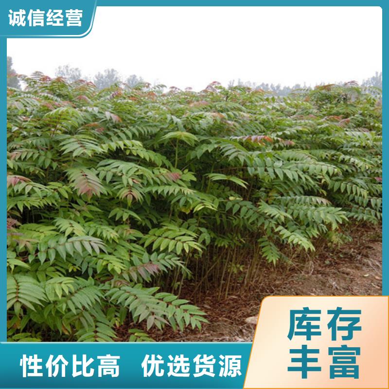 香椿樱桃苗优选原材