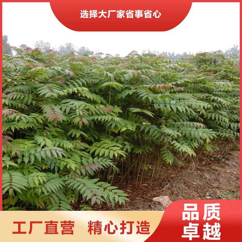 香椿梨树苗出厂严格质检
