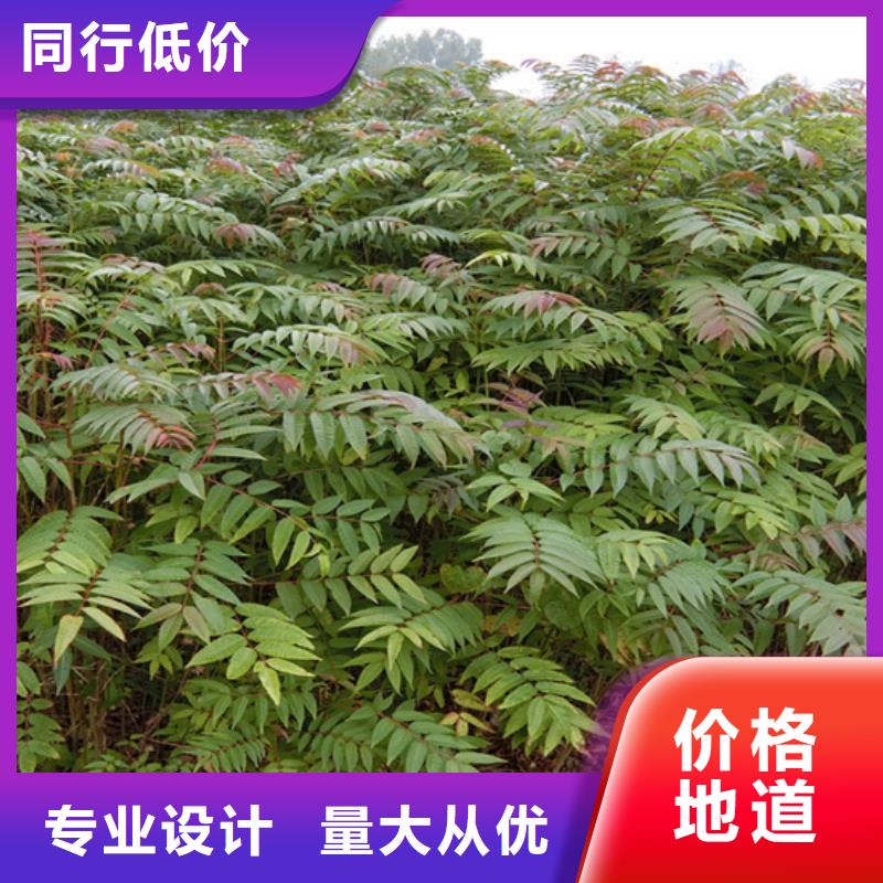 香椿樱桃苗优选原材