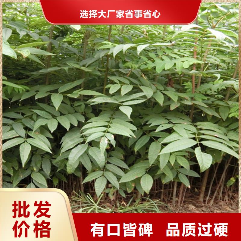 香椿樱桃苗优选原材