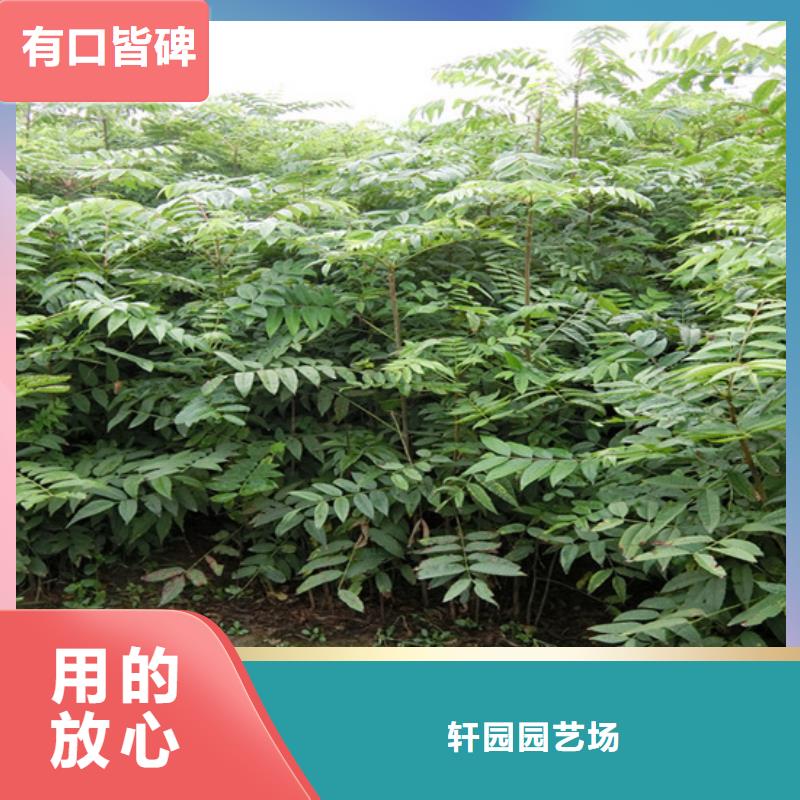 香椿樱桃苗优选原材
