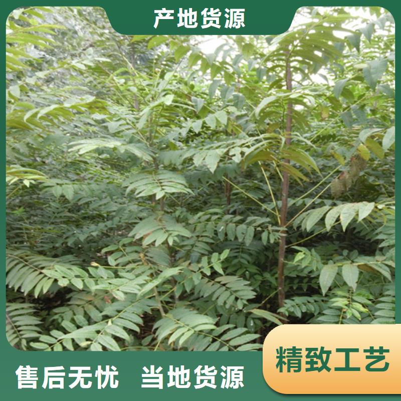 香椿樱桃苗优选原材