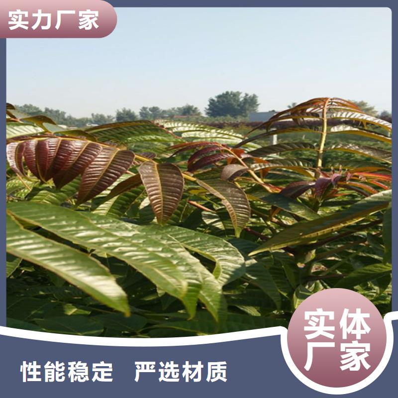 香椿樱桃苗优选原材