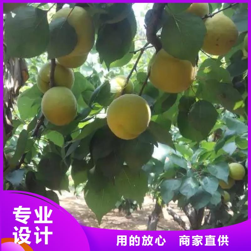 【杏】_樱桃苗同行低价