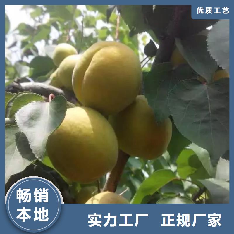 珍珠油杏树苗大棚种植