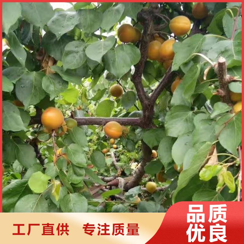 珍珠油杏树苗量大从优