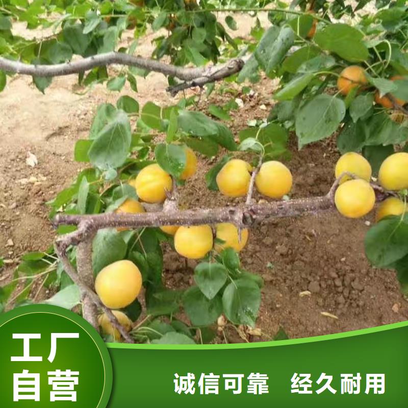 杏樱桃苗定制定做