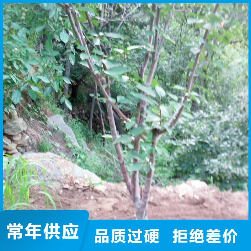 珍珠油杏树苗大棚种植