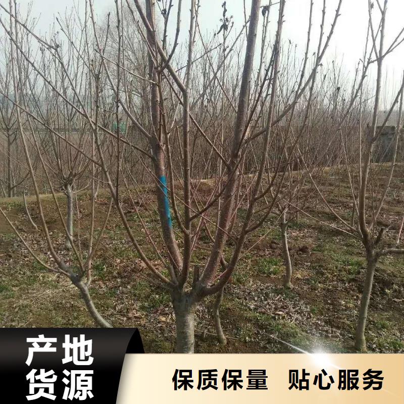 杏【桃树苗】诚信为本