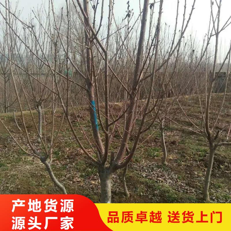 杏苗多少钱一棵