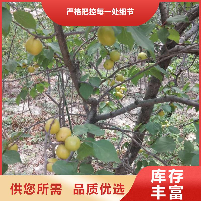 蜜香杏树苗量大从优