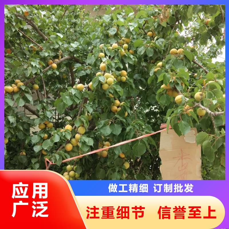 蜜香杏树苗新品种