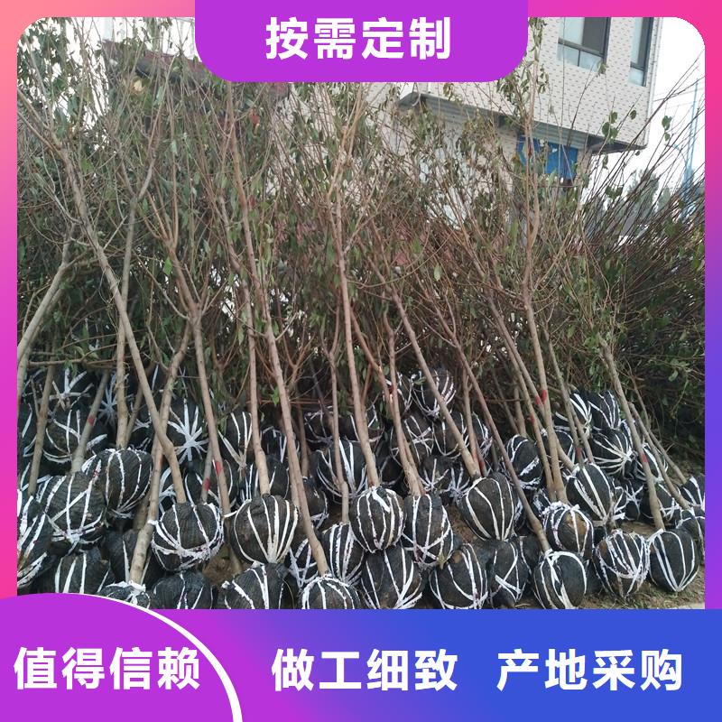 蜜香杏树苗经济效益